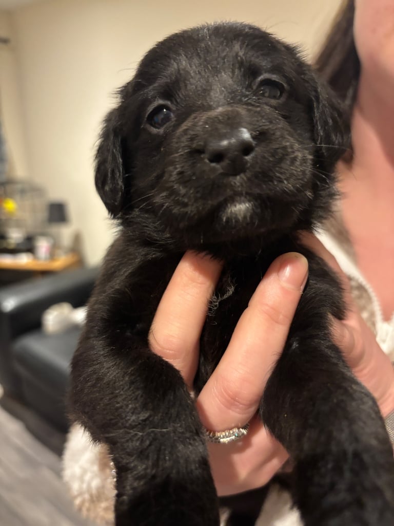 Lab/cockapoo puppies for sale