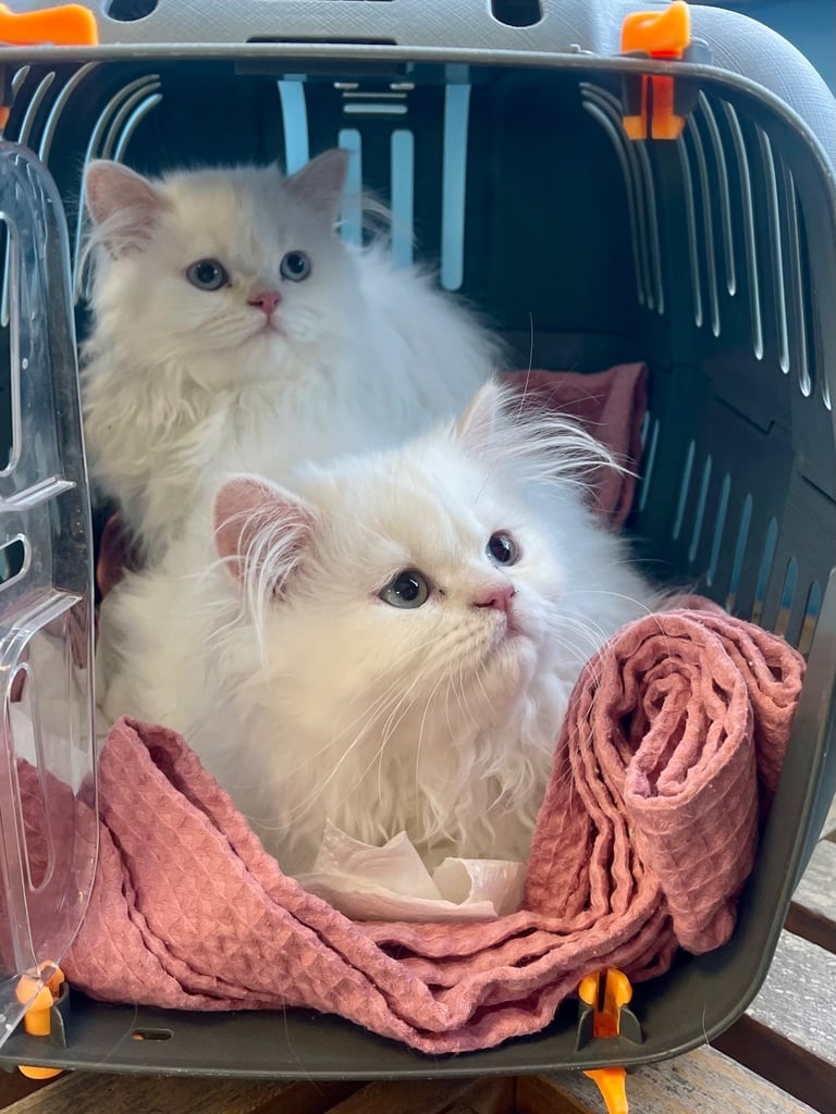 Cat Price Persian Cat Gumtree Shorthair Persian Persian Cat