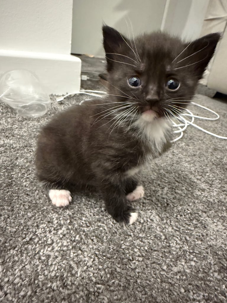 Kittens for sale £100