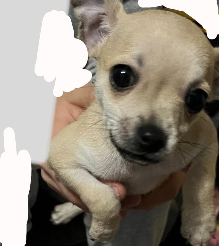 Chihuahua for sale