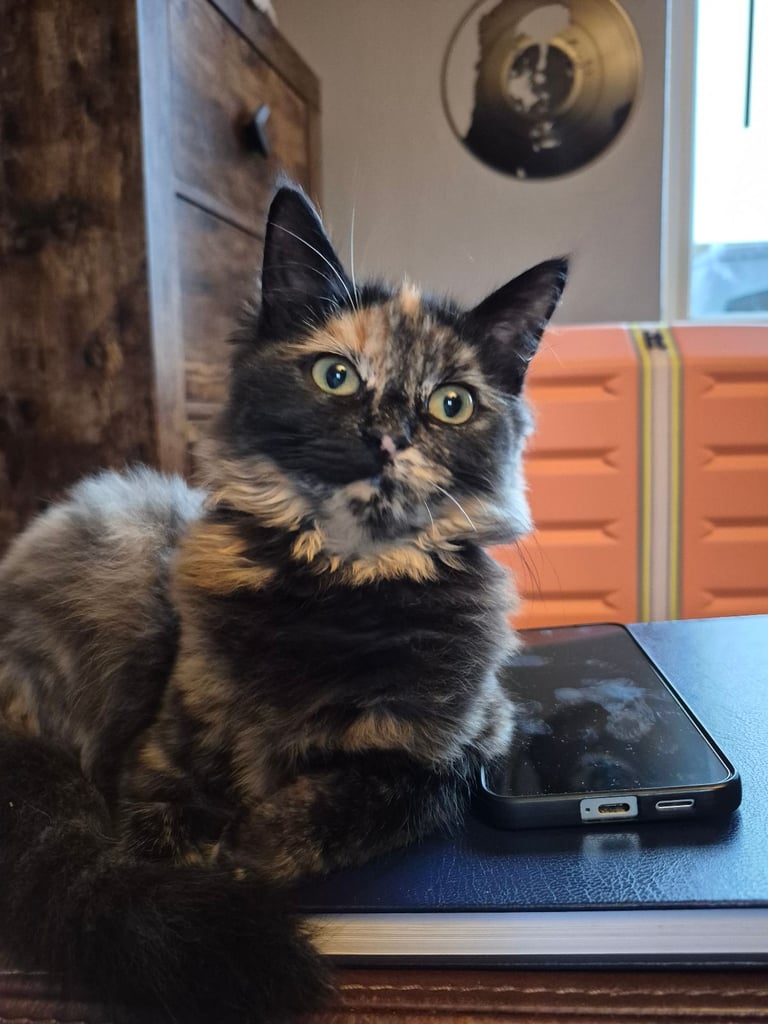 image for Female kitten 7 months old