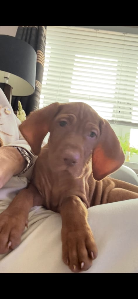 Hungarian Vizsla puppy