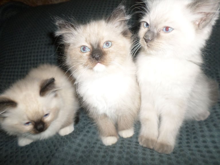 image for Gorgeous little pure bred ragdoll kittens