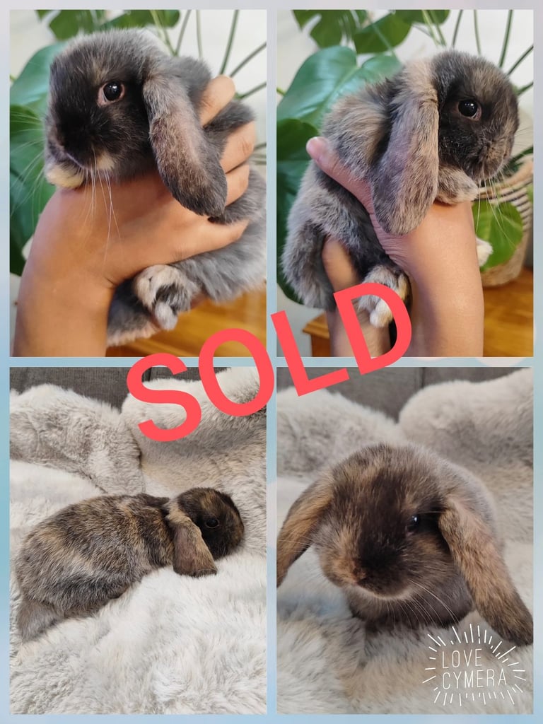 mini lop and mini lop lion head 