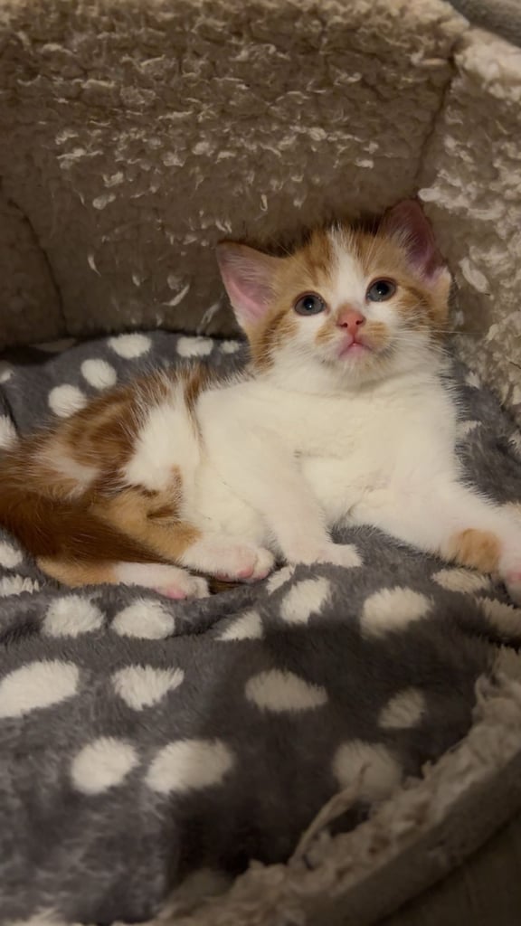 Adorable 8-Week-Old Ginger Kitten Looking for a Loving Home 🐾
