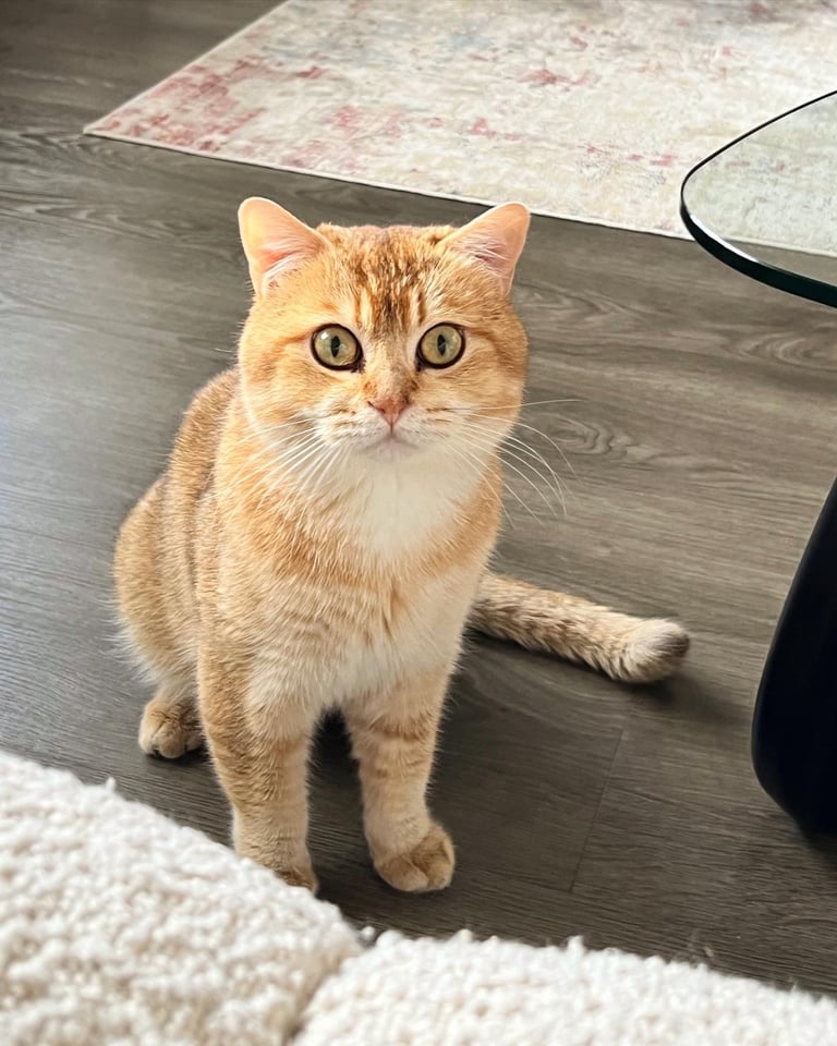 *Pedigree* Golden British Shorthair boy looking for a loving home