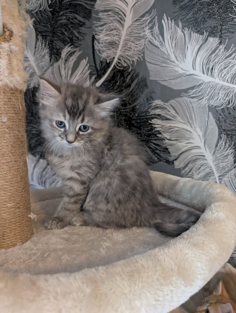 Kittens for sale 