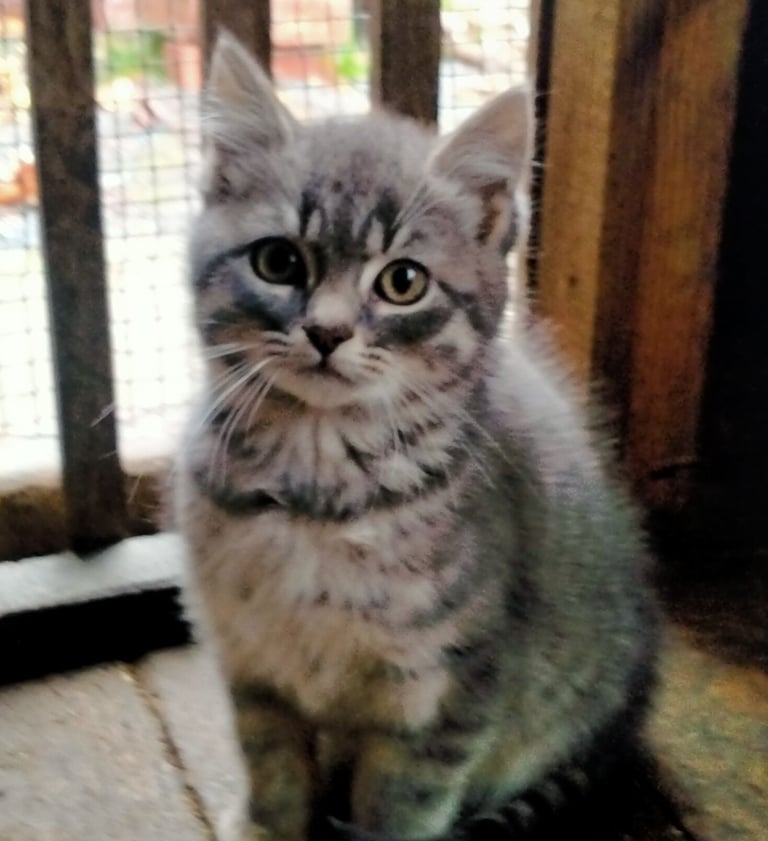 Kittens for sale 