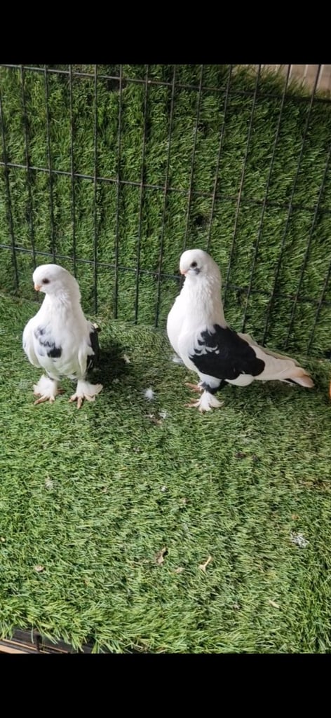 Kurdish pigeons 