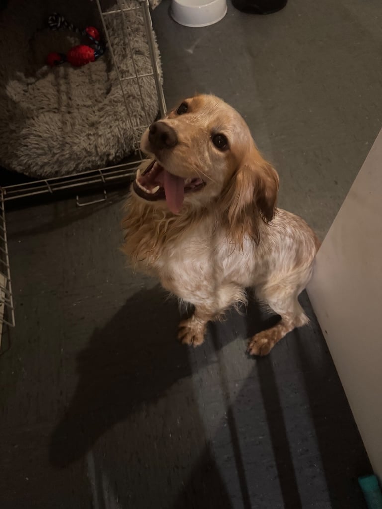 Lemon roan cocker spaniel 