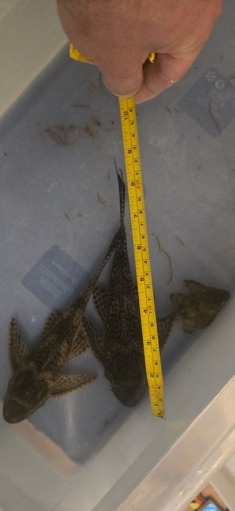 2x Plekos breeding couple. 