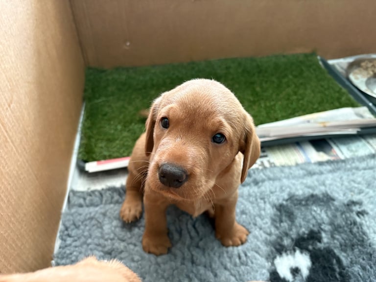 1 KC reg Dark Fox Red Labrador puppy remaining 