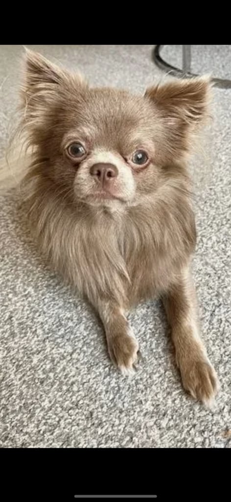 Chihuahua puppy’s 