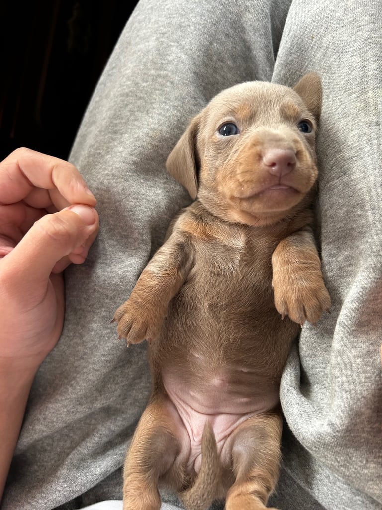 Beautiful Miniature Dachshund Puppies