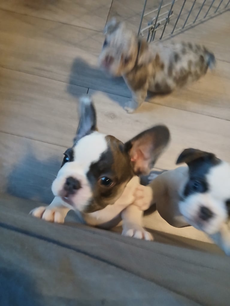 FRENCHYS ONLY 3 GIRLS LEFT