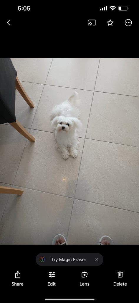 Kira beautiful Minitoy Maltese 