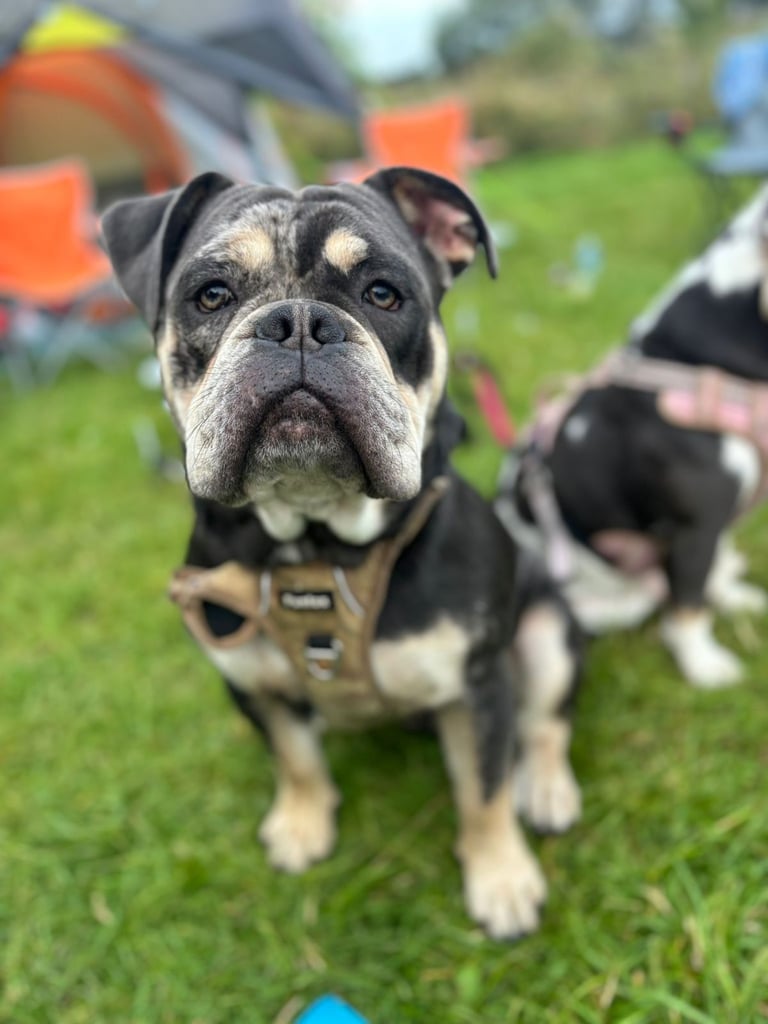 Olde English Bulldogge