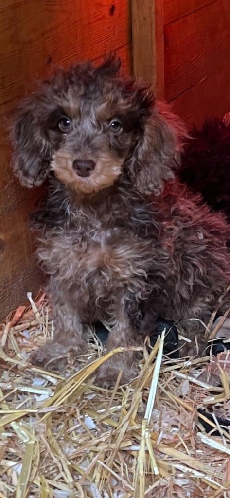 Toy poodle x cheap