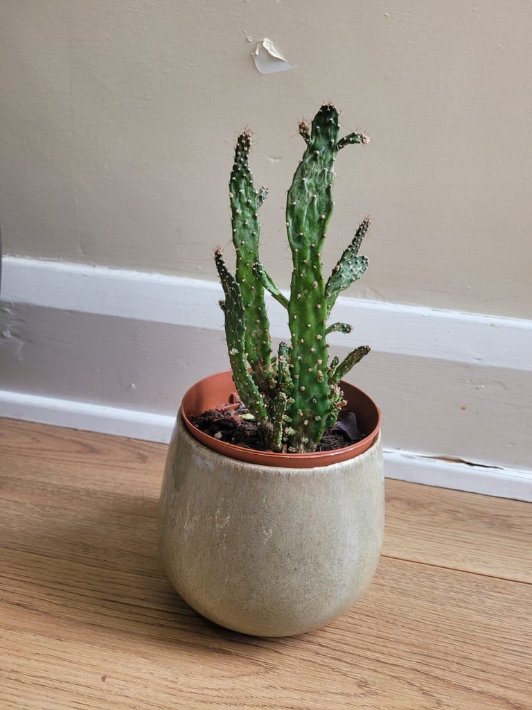 Drooping princly pear cactus