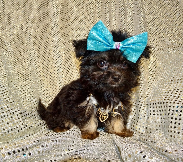 XXXXXXXXS Stunning Micro Tiny Black Blue & Tan Maltese X Chihuahua F1 Malchi Boy Puppy