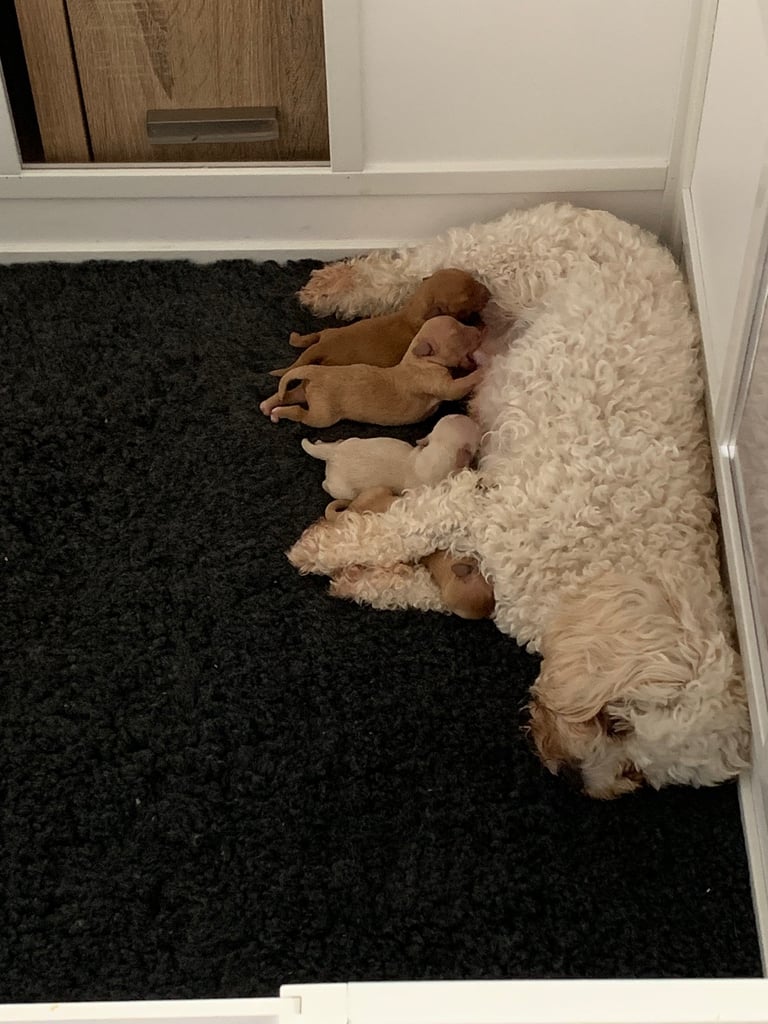 Cavapoochon puppies 