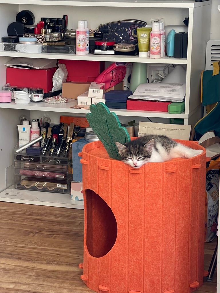 cats and dogs bed house playing furniture