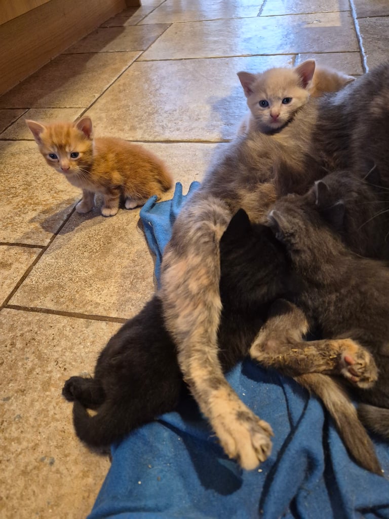 Gorgeous kittens for forever homes