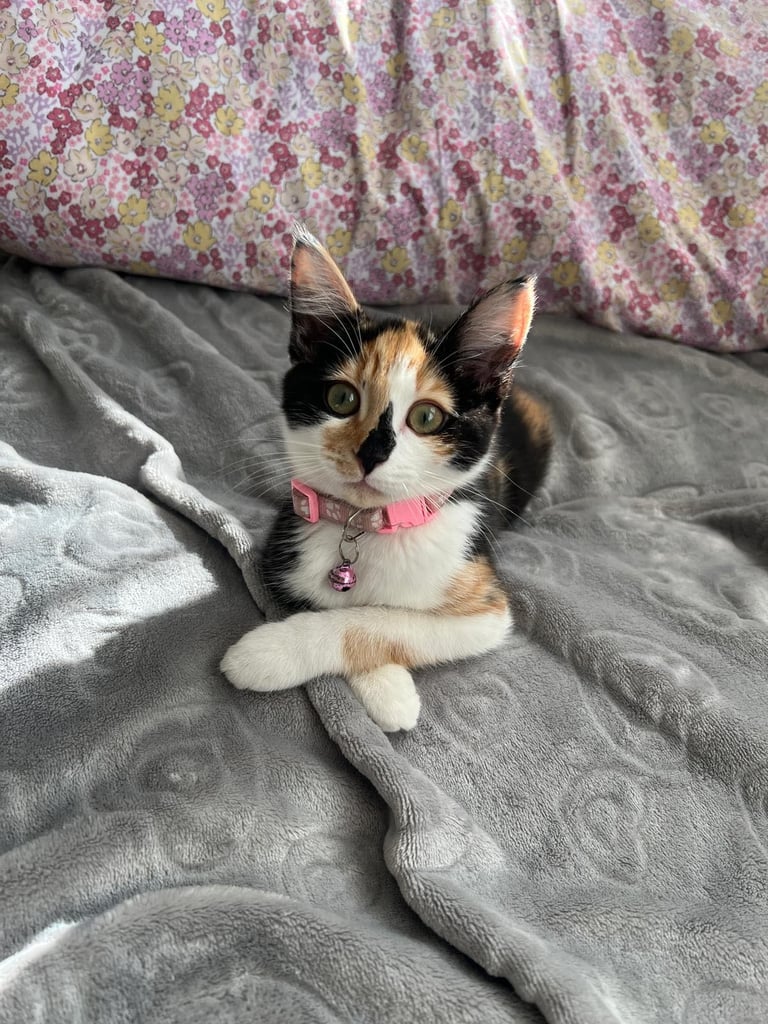 image for Gorgeous Female Calico Kitten 9mo