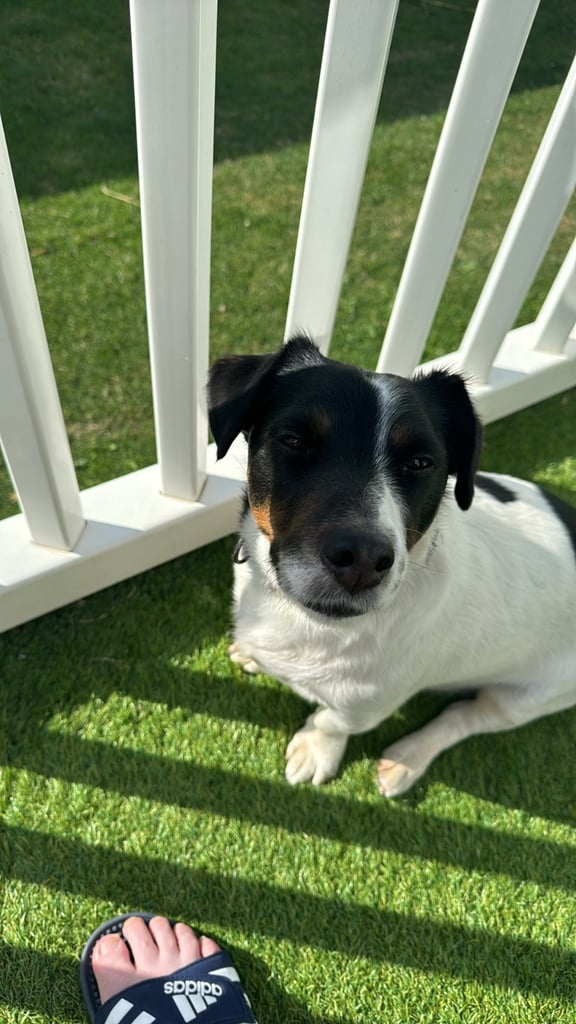 5 year old Jack Russell 