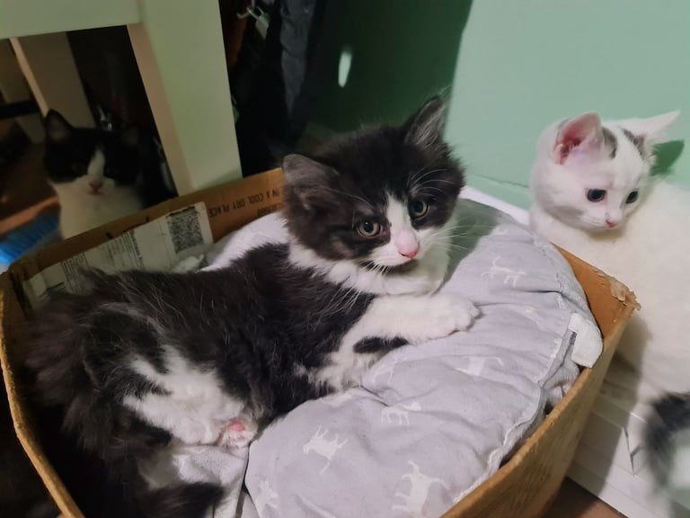 Female kittens for sale 