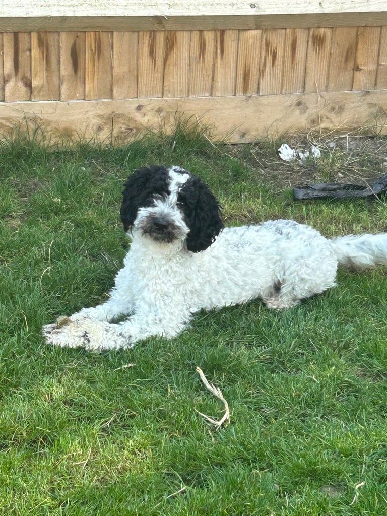 image for Female cockapoo
