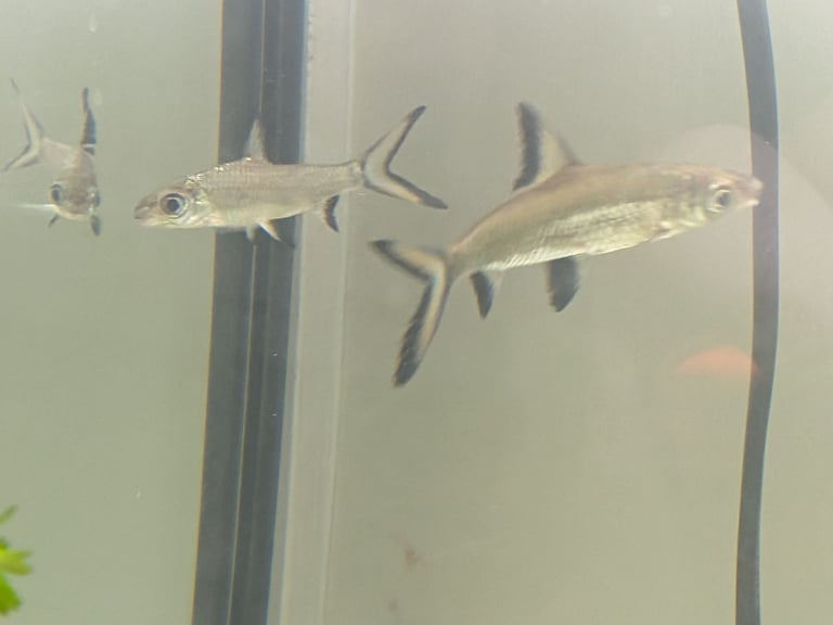 Juvenile Bala sharks SOLD