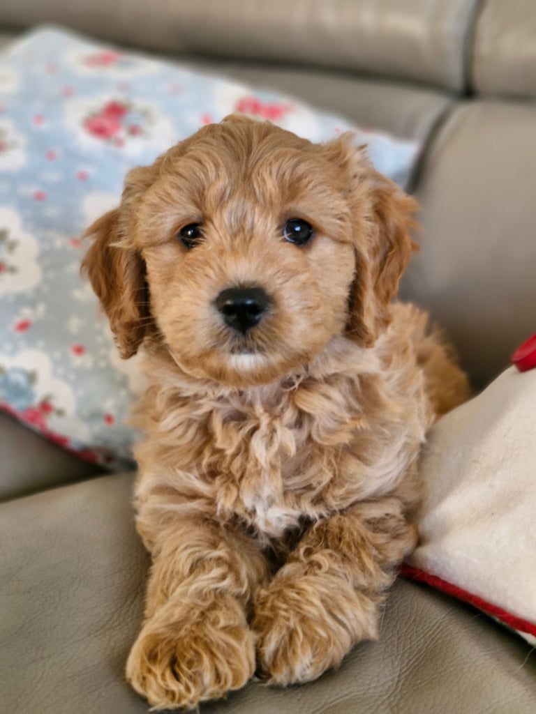 Miniature F1 Goldendoodles