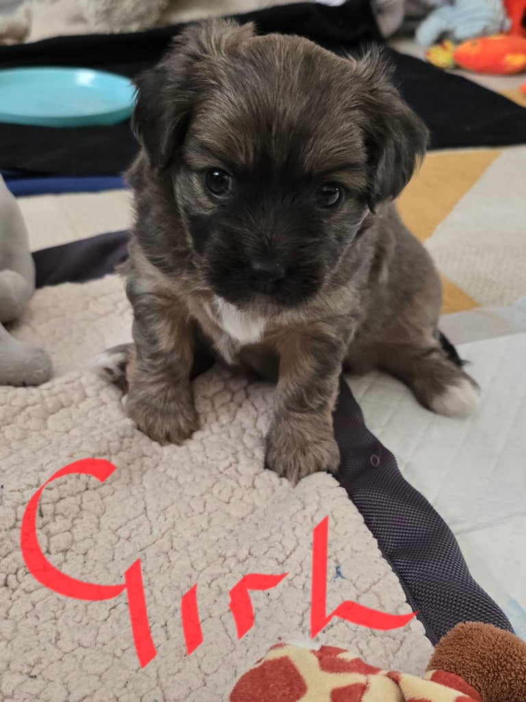Shih Tzu x Chorkie 