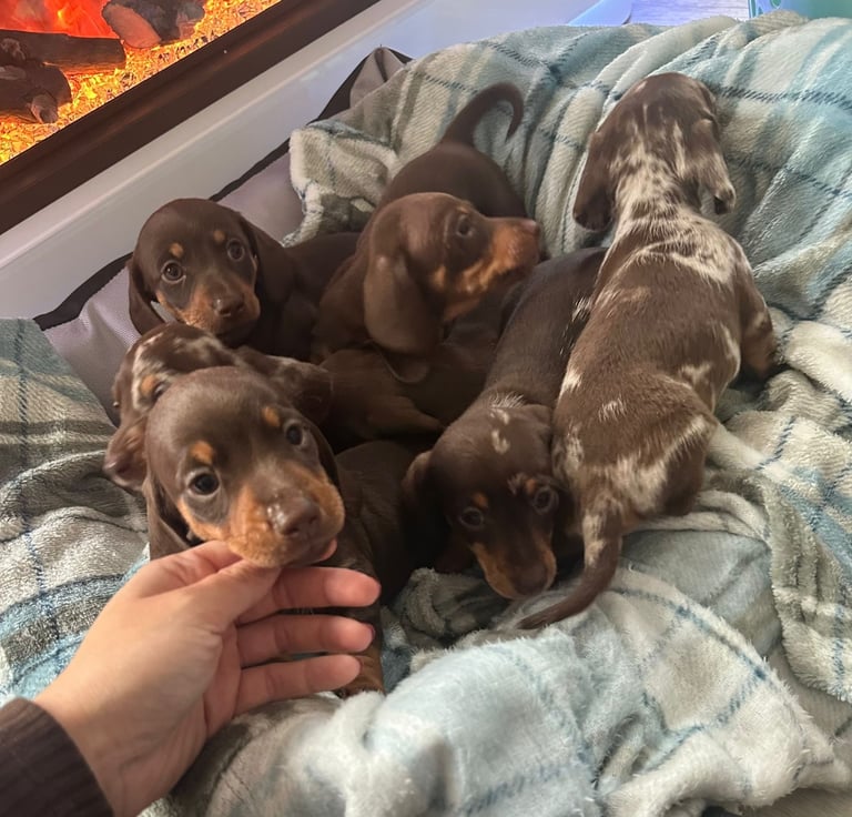 image for Miniature dachshund puppies