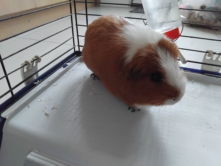 Male Guinea Pigs (Neutered) + Free Bag of Guinea Pig Bedding