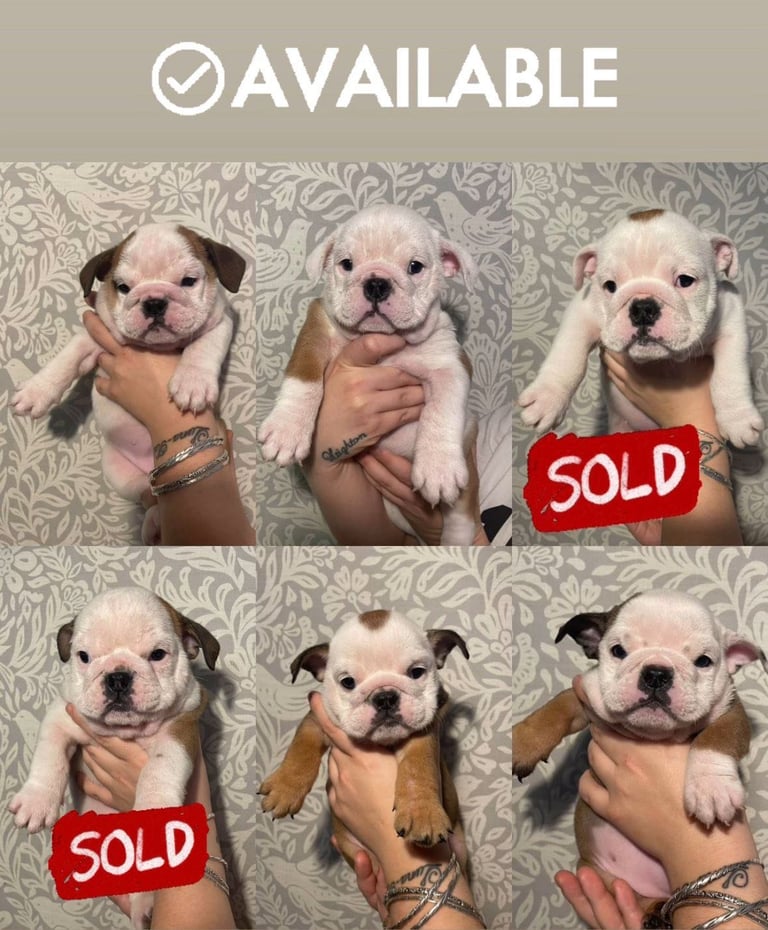 British bulldog puppies 