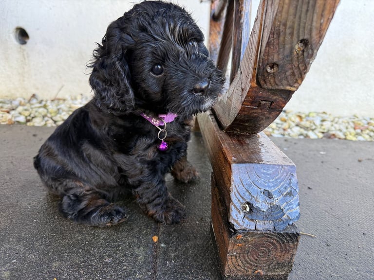 Cockapoo Girl Puppy F1 : 6weeks Old