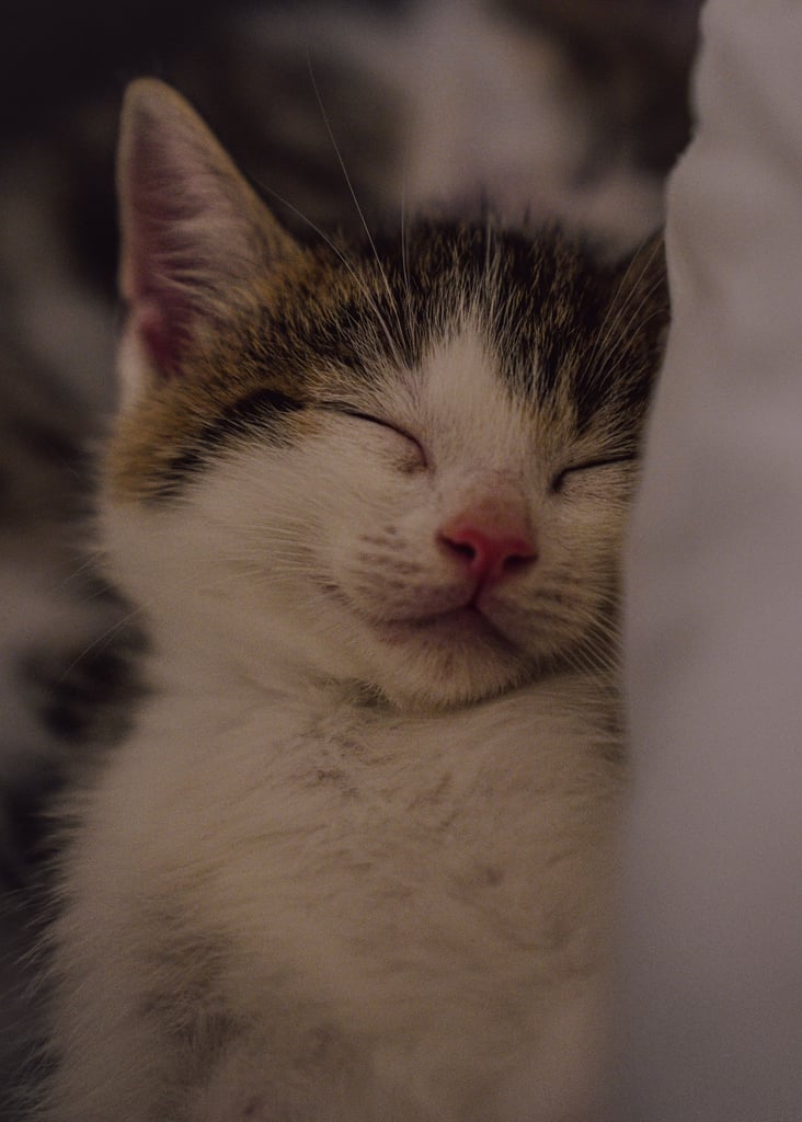 Cute tabby kittens