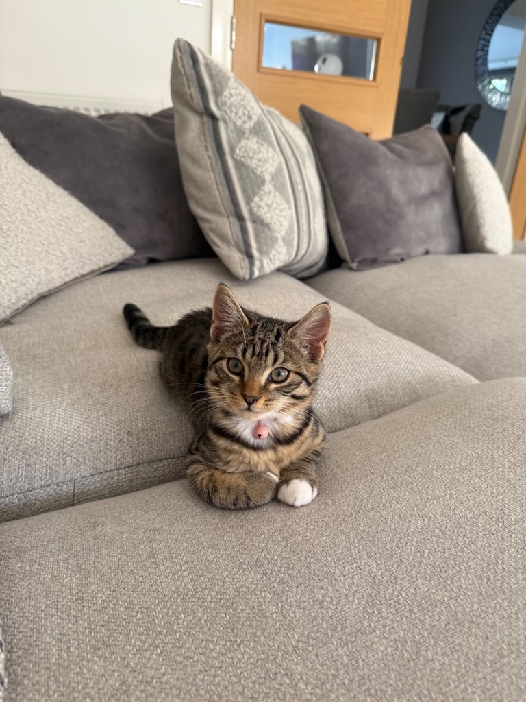 3 month old tabby kitten for sale