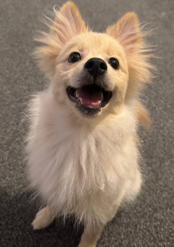Male Pomeranian for sale 