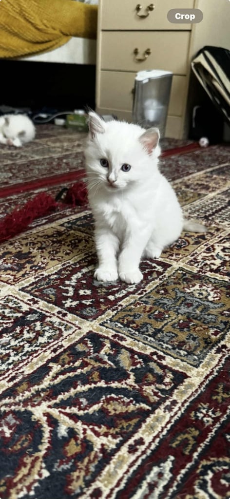 edinburgh female ragdoll kitten
