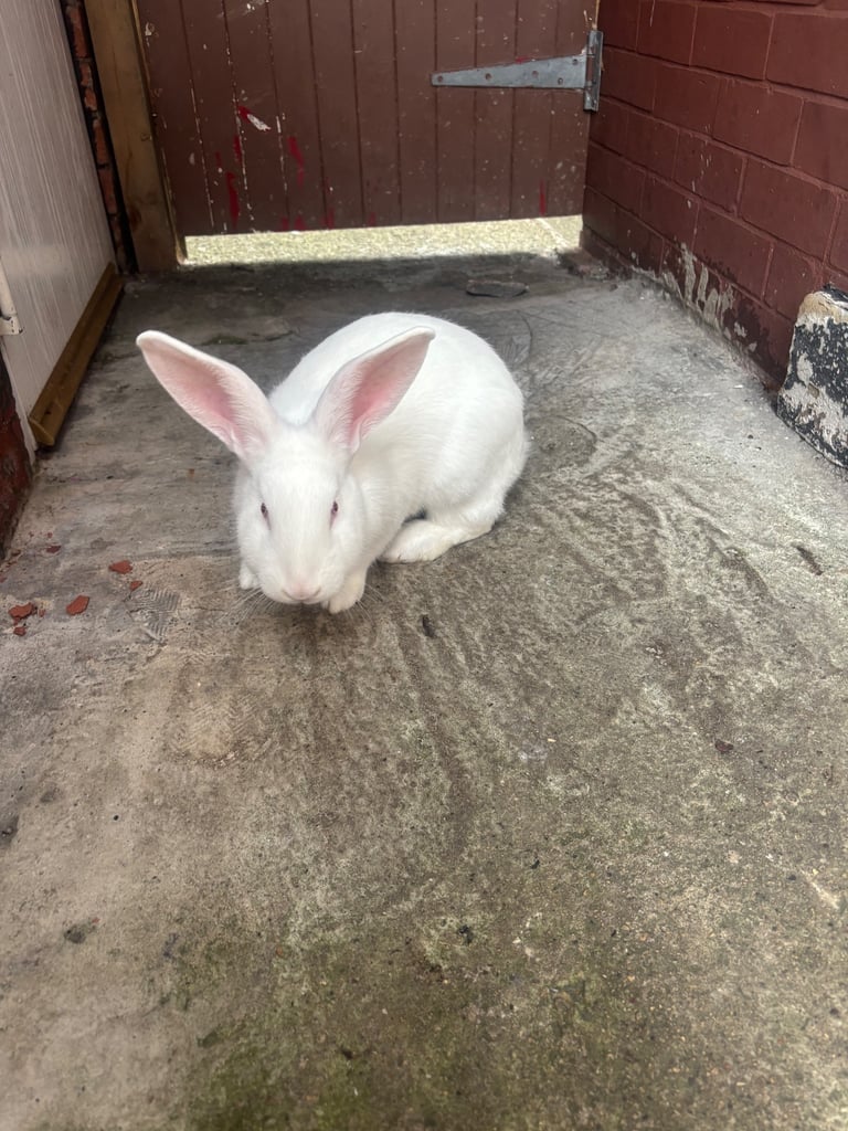 NEW ZEALAND BREEDING PAIR FOR SALE COLLECTION ONLY