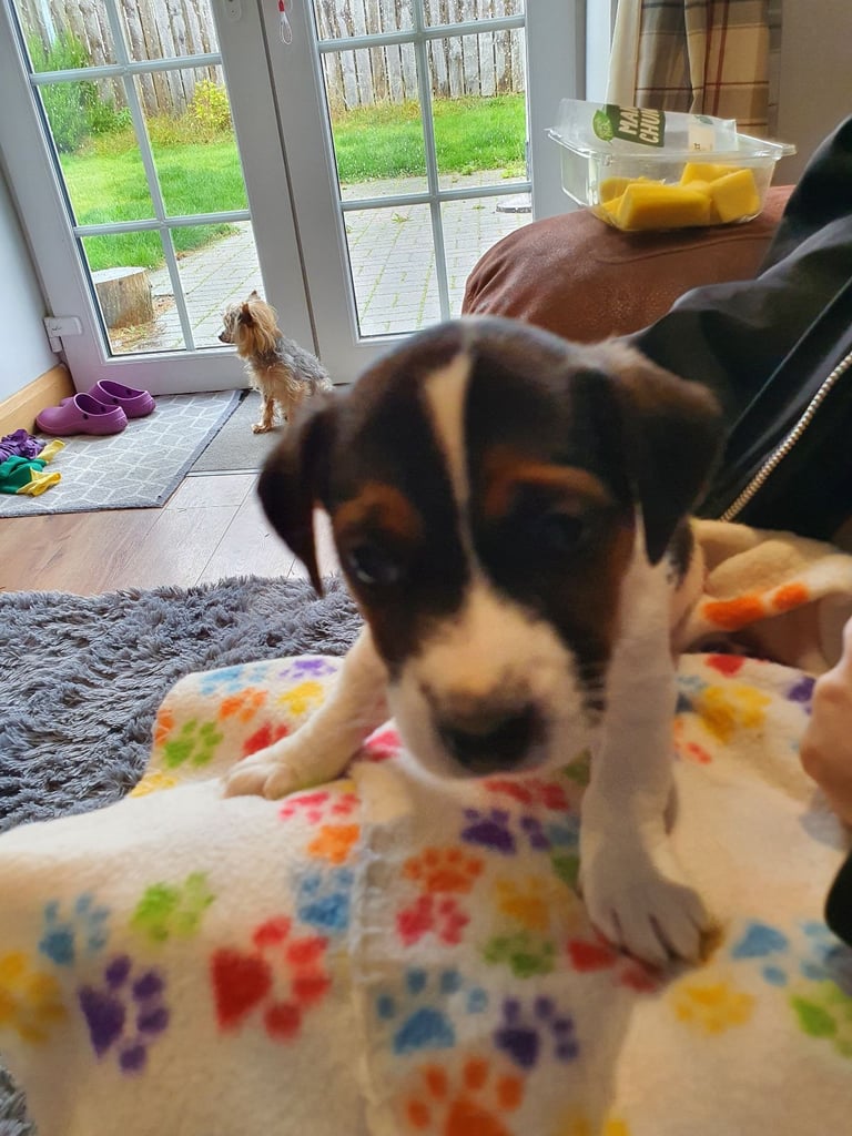 Jack Russell Puppies 