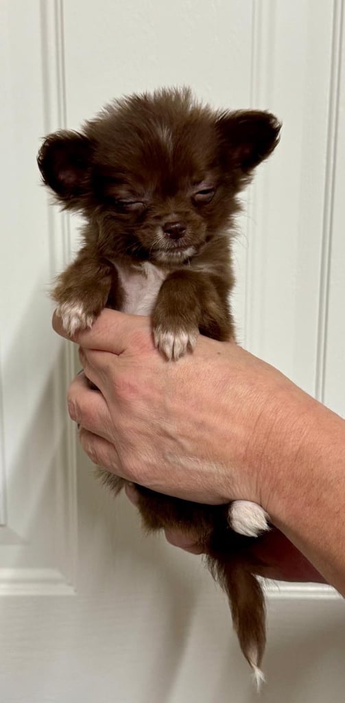  2 tiny female chihuahuas 