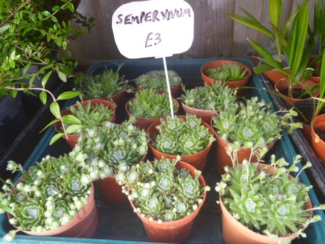 Garden Plants  Pachysandra, Campanula, Heuchera Palm Penstemon Grass Hellebore Hibiscus Fig  etc