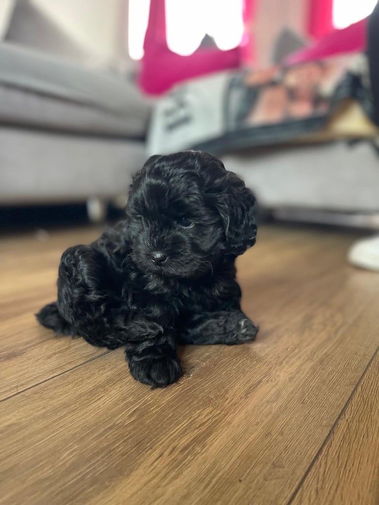 Ready Now only 2 stunning Shihpoo puppies Left!
