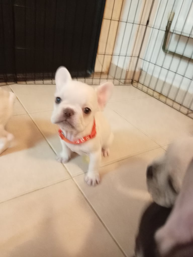 7 beautiful French bulldogs  *Last white boy*