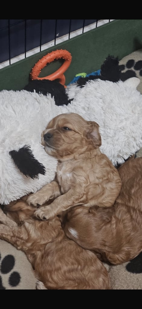 Ready to go! 1 beautiful show cocker spaniel for sale