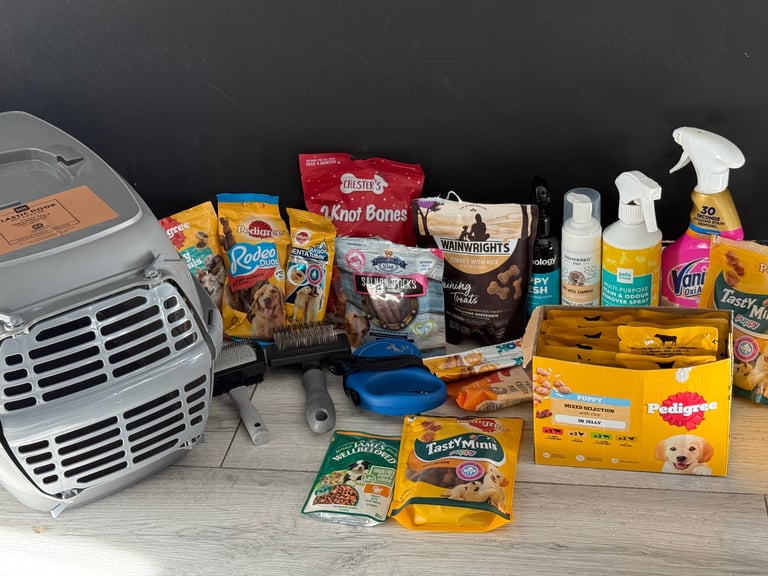 5-month-old male Toy Poodle